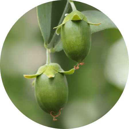 Circle image of Jojoba Esters